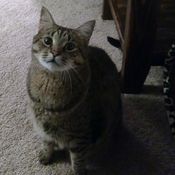 👚🌟🌻Welcome To My Closet🌻🌟👚 - Picture 5 of 6